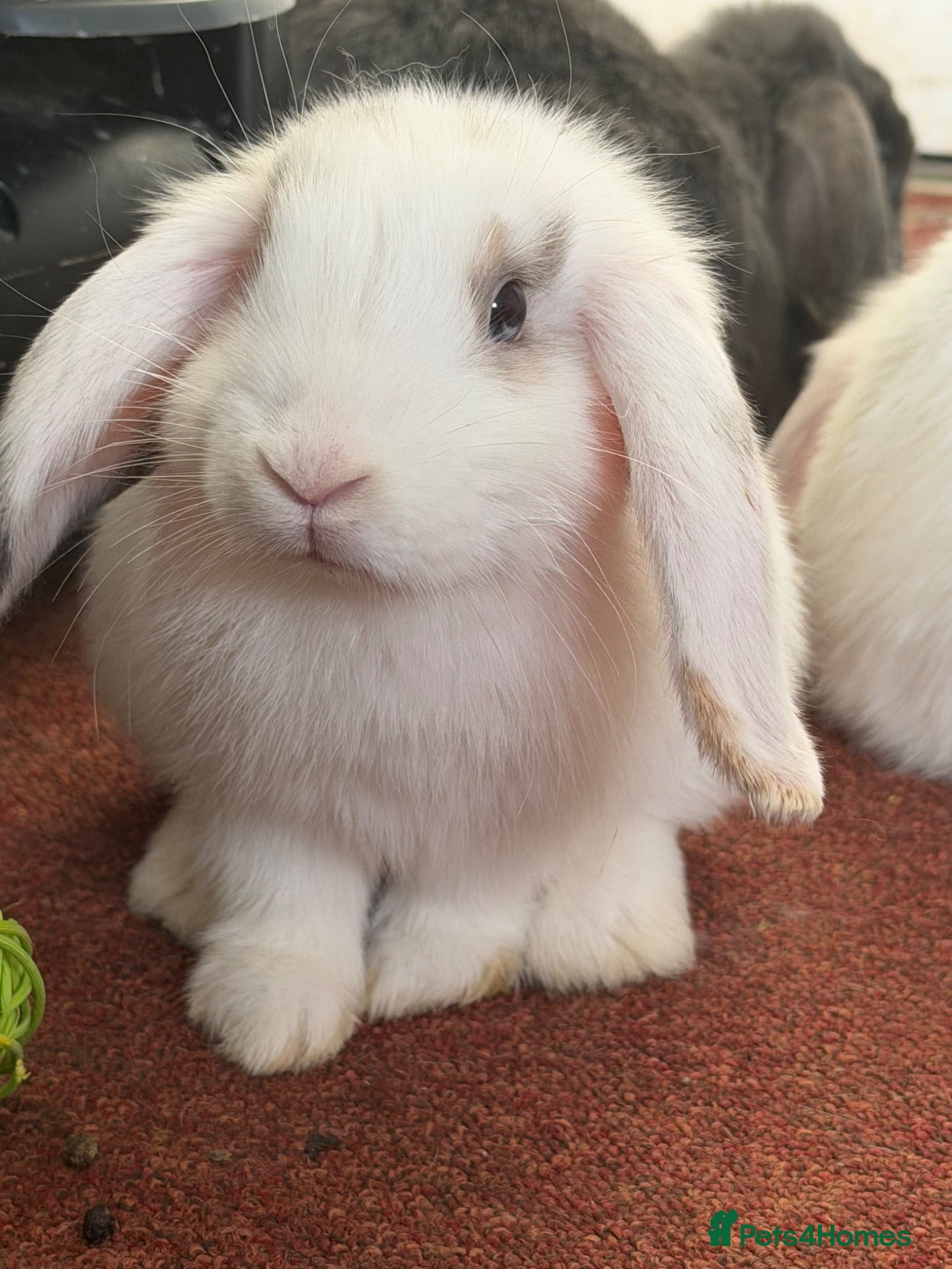Mixed Breed rabbits Pudding 🐰 - Advert 1