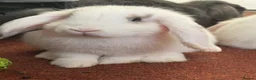 Mixed Breed rabbits for sale: Pudding 🐰 - Advert 1