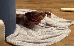 Miniature Dachshund dogs for sale: Dapple mini dachshund  - Image 1