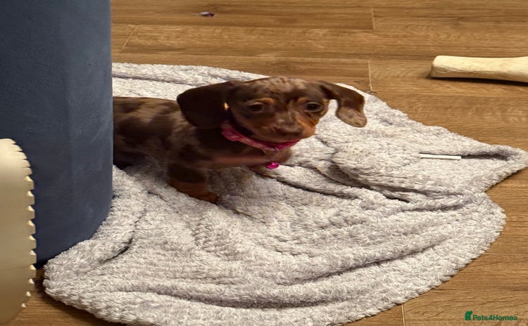 Miniature Dachshund dogs - Advert 5
