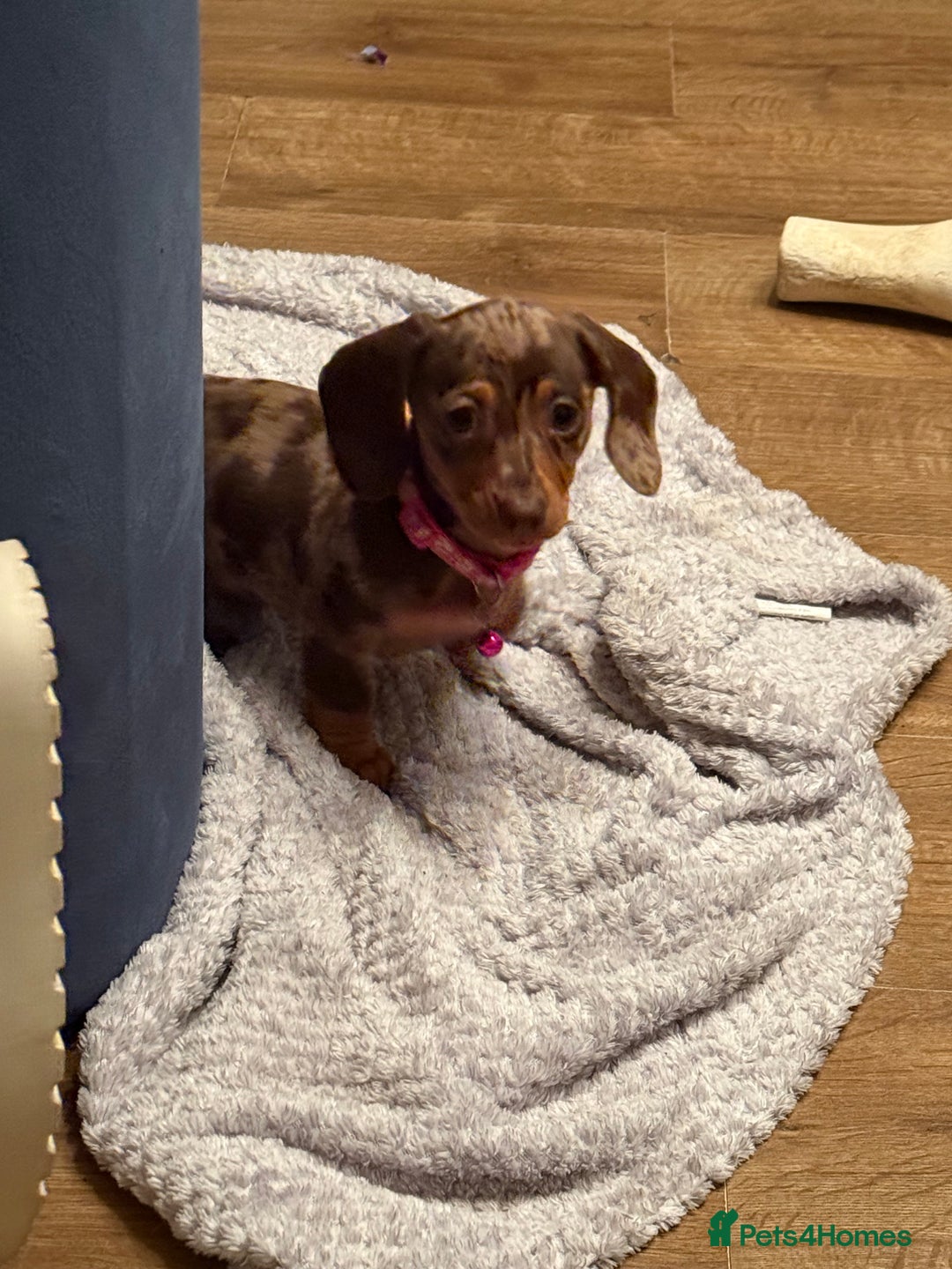 Miniature Dachshund dogs for sale: Dapple mini dachshund  - Image 1