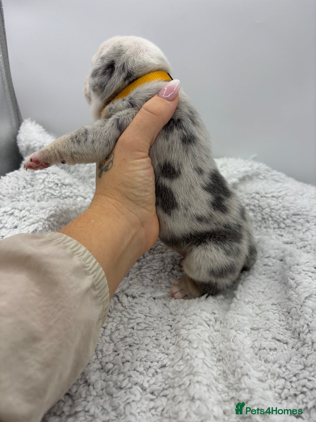 English Bulldog dogs for sale: 10 British Bulldog puppies 🐶  - Image 35