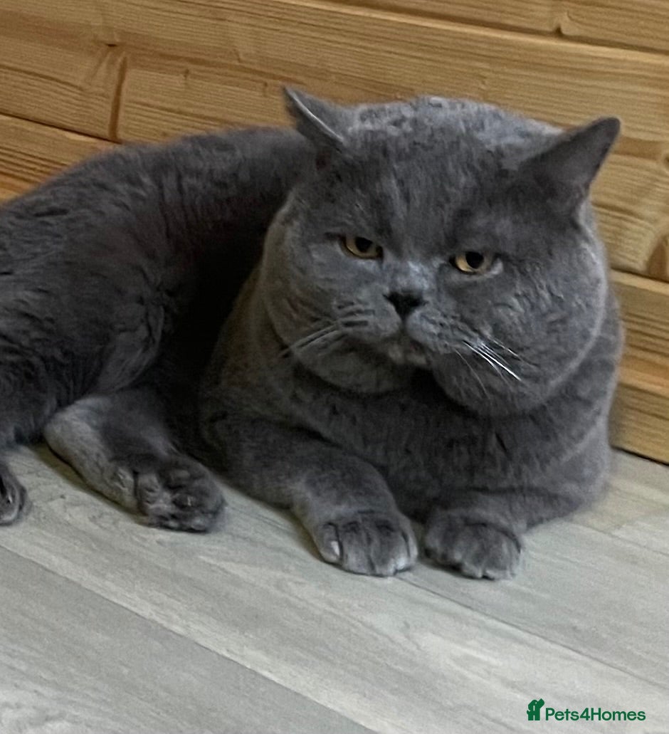 British Shorthair cats GCCF Active Reg BSH Blue  - Advert 10