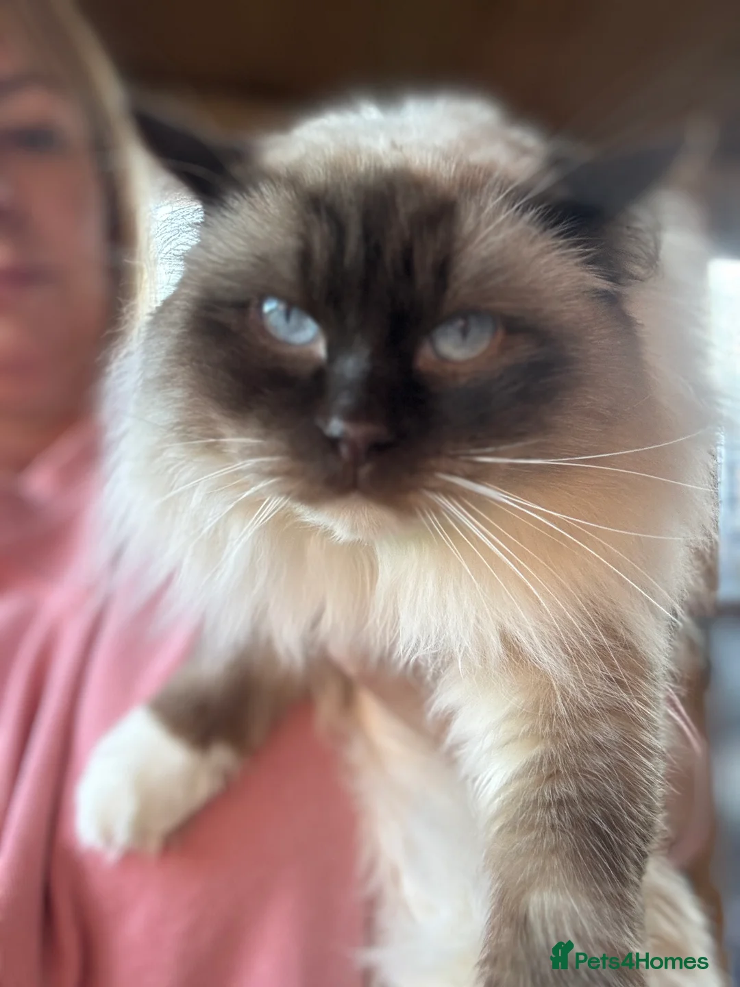 Ragdoll cats for stud: Gorgeous GGCF/TICA chocolate  mitted ragdoll in Norwich - Advert 2