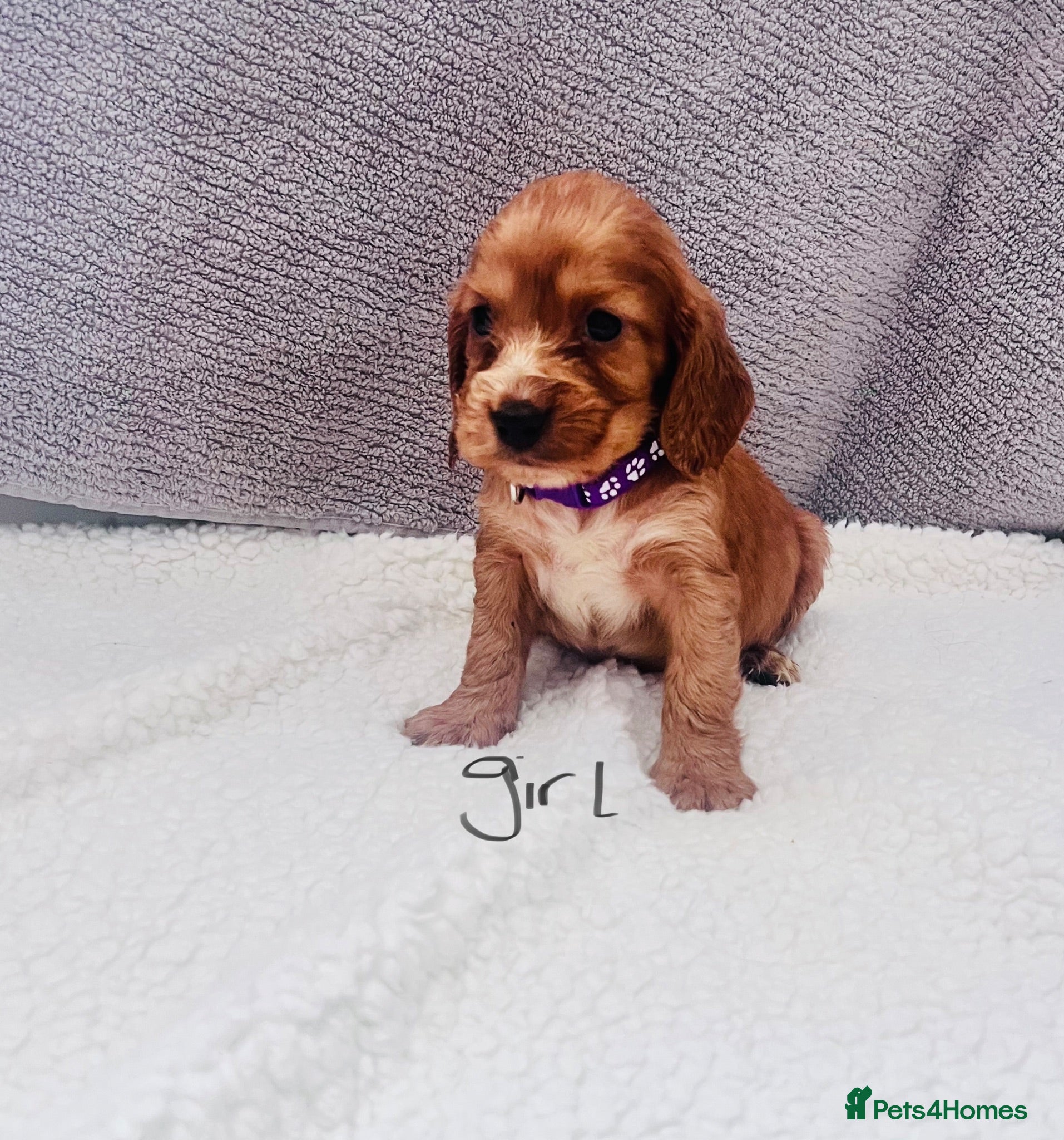 Cocker Spaniel dogs Cocker spaniel - Advert 1