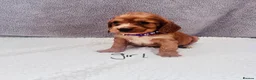 Cocker Spaniel dogs for sale: Cocker spaniel - Advert 18