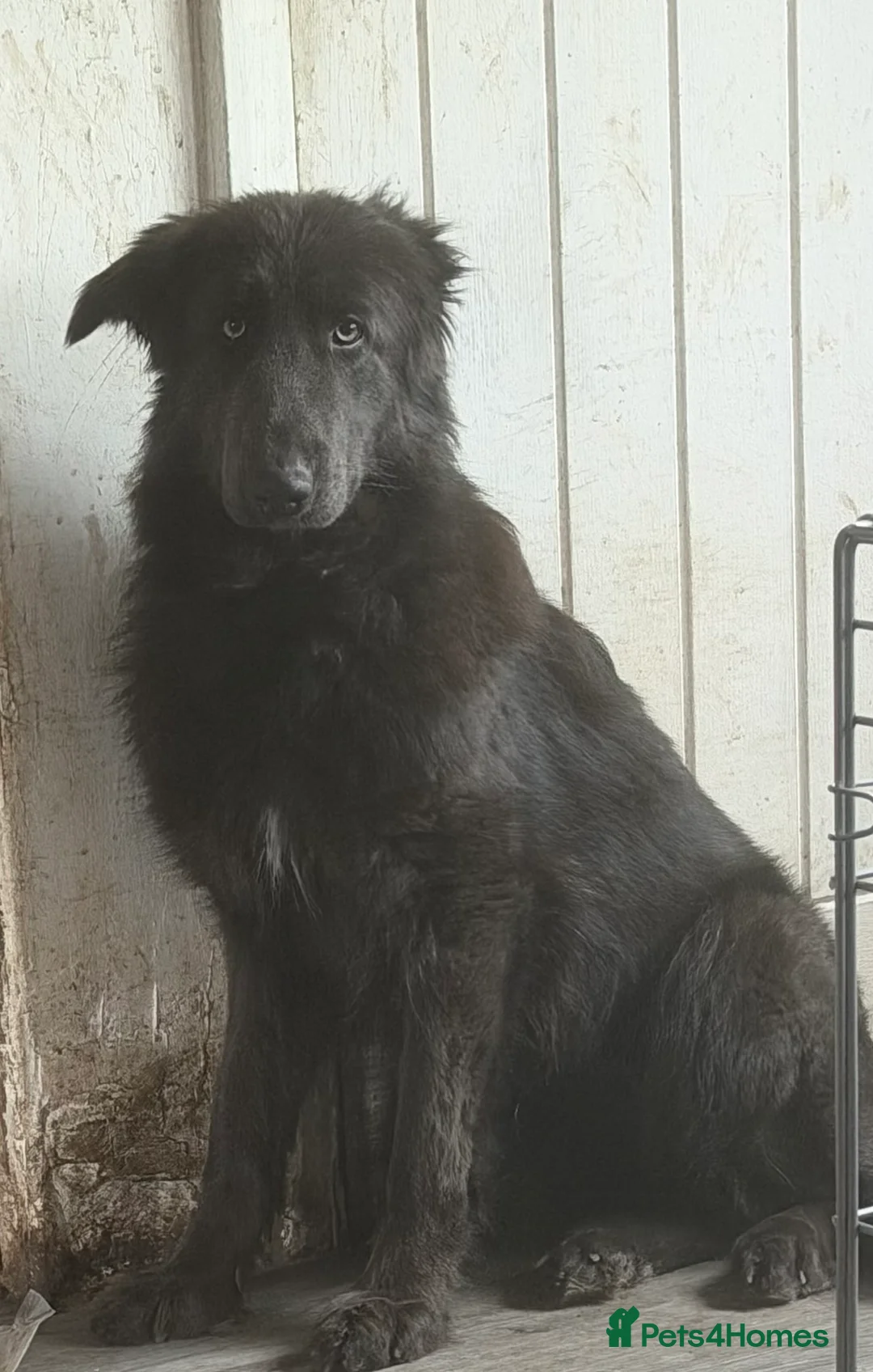 German Shepherd dogs for sale: German Shepherd’s  - Advert 2