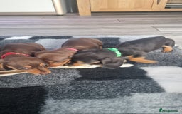 Miniature Dachshund dogs for sale: Miniature Dachshund puppies Longhaired & Smooth  - Image 4