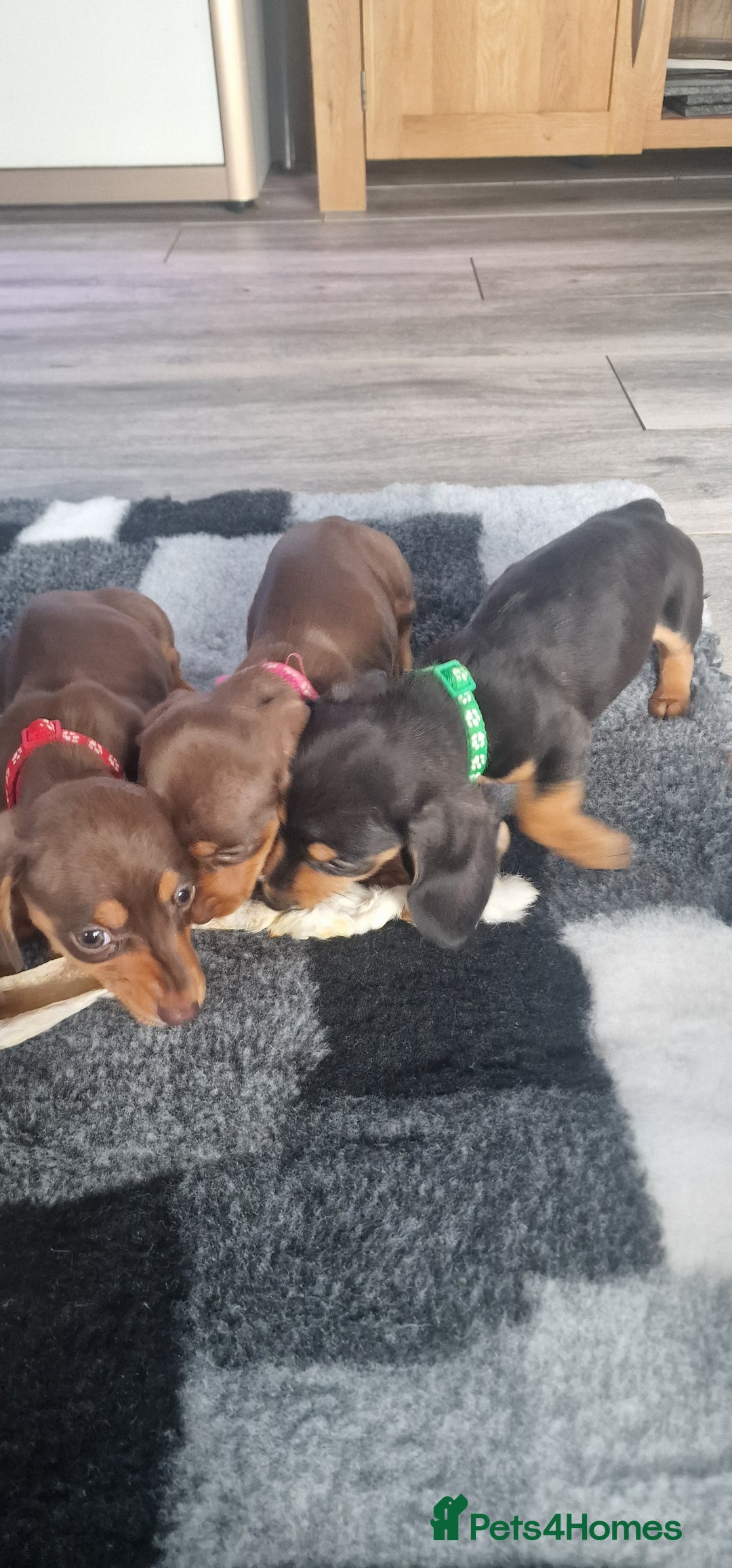 Miniature Dachshund dogs for sale: Miniature Dachshund puppies Longhaired & Smooth  - Image 4