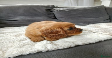 Cavalier King Charles Spaniel dogs - Advert 5