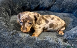 Miniature Dachshund dogs for sale: Stunning Miniature Smooth Dachshunds - Image 11