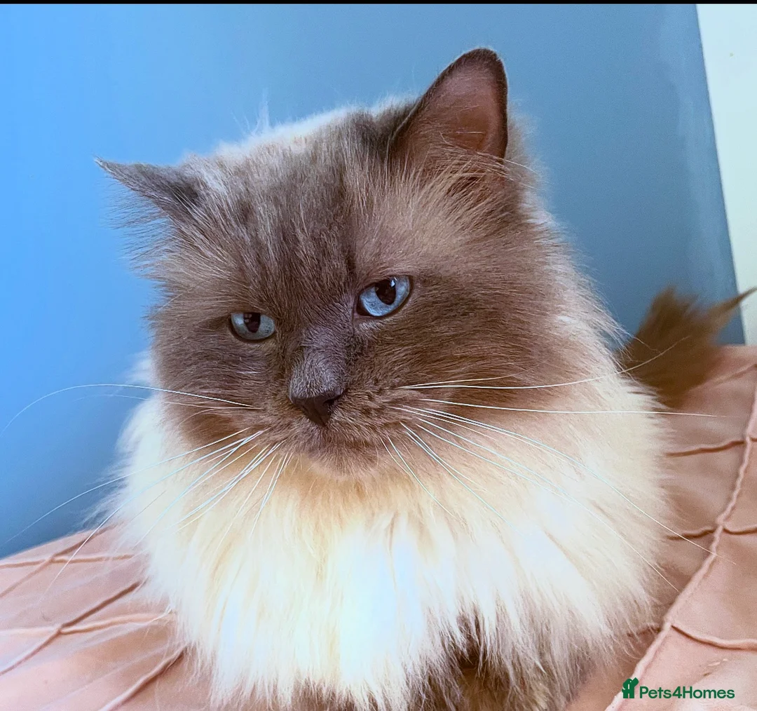 Ragdoll cats for stud: Champion bloodline active TICA&GCCF Ragdoll stud  in Pontypridd - Advert 3