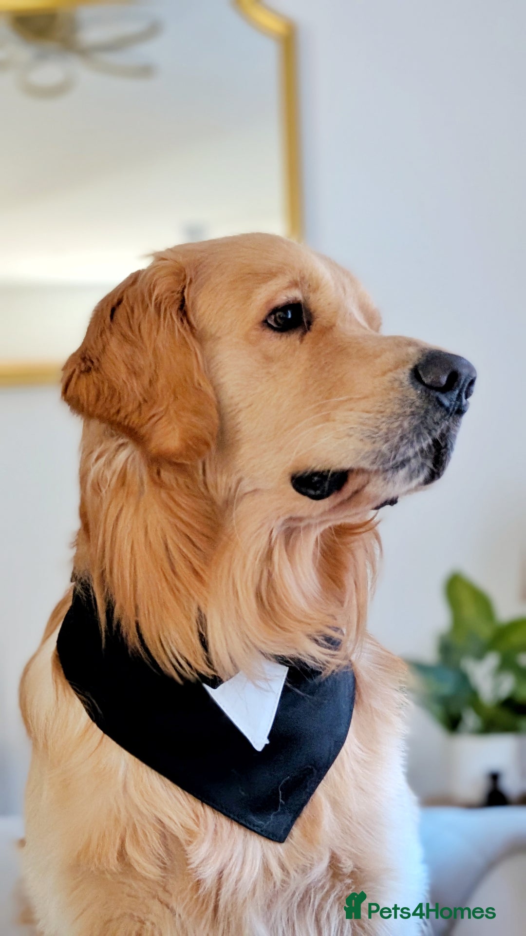 Golden Retriever dogs for stud: KC Registered Golden Retriever Stud in Crawley - Advert 8