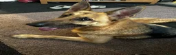 German Shepherd dogs for sale: female german shepherd  in Cannock - Advert 8