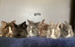 Mixed Breed rabbits for sale: baby rabbits for sale, lop cross lion heads in Corwen - Image 1