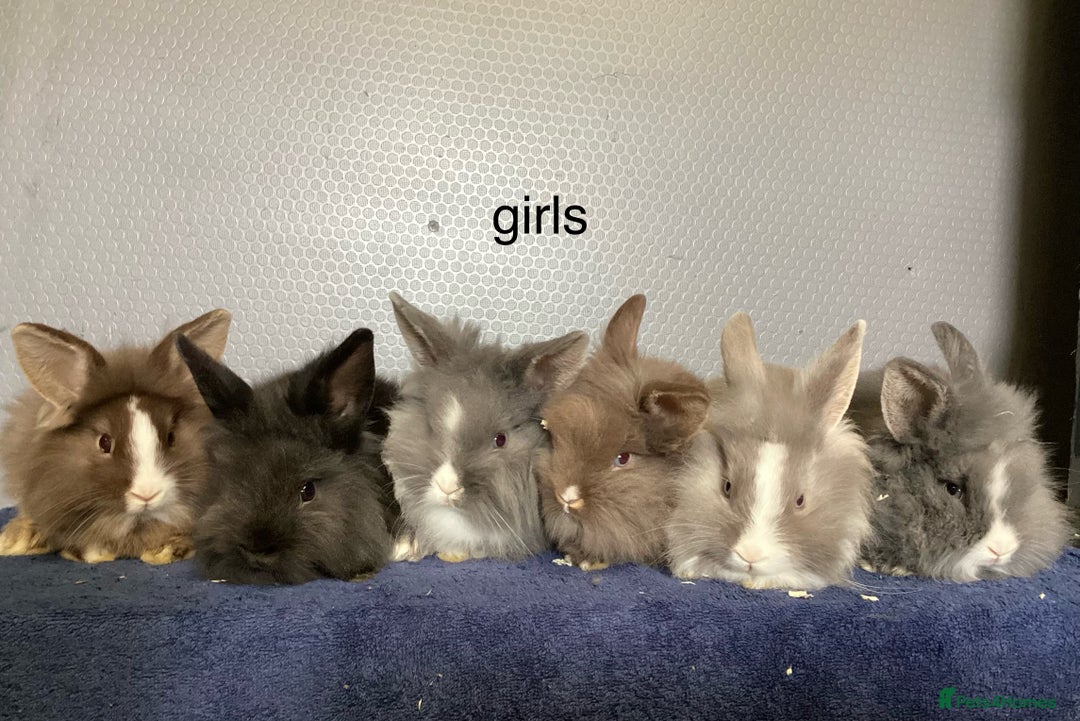 Mixed Breed rabbits for sale: baby rabbits for sale, lop cross lion heads in Corwen - Image 1
