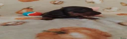 Miniature Dachshund dogs for sale: Miniat Dachshund puppy READY TO LEAVE  - Advert 8