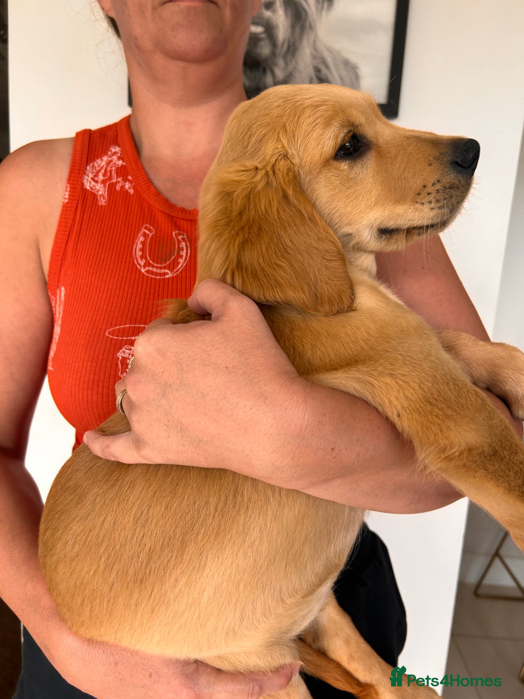 Golden Retriever dogs for sale: Golden Retriever Puppies  - Image 6