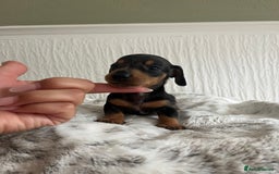 Miniature Dachshund dogs for sale: Miniature dachshunds  - Image 18