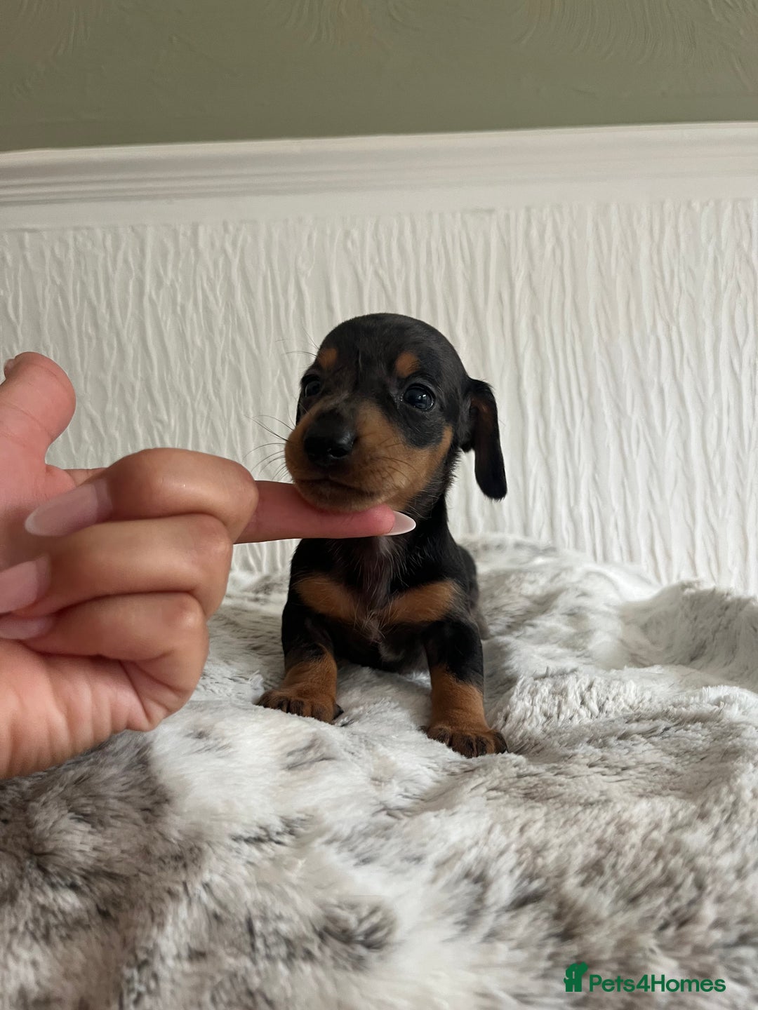 Miniature Dachshund dogs for sale: Miniature dachshunds  - Image 18