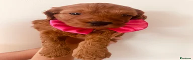 Cockapoo 2