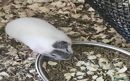 Guinea Pig rodents for sale: beautiful white and grey baby sow - Image 3