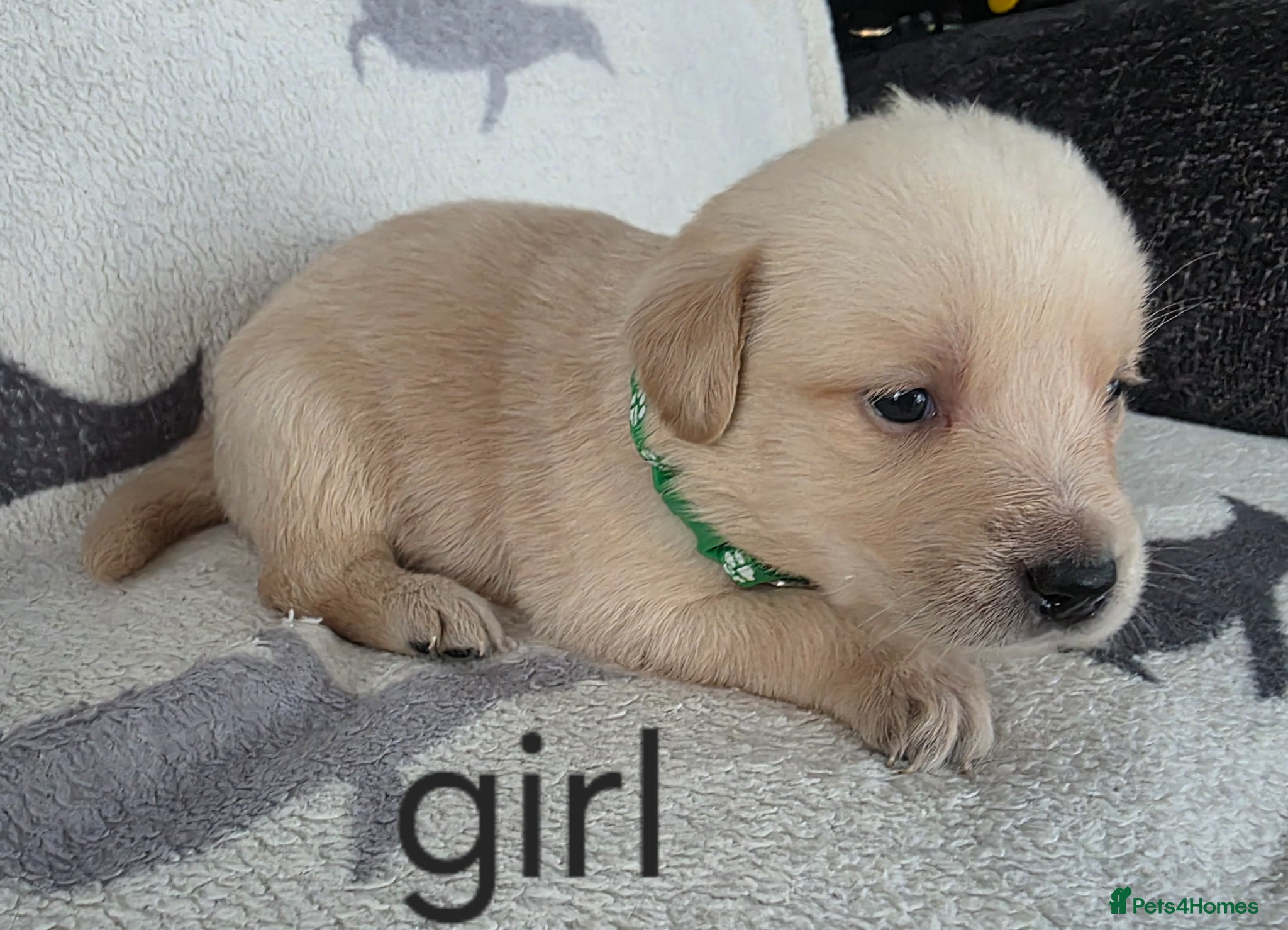 Goldador dogs for sale: retreiver puppys in Newport-on-Tay - Advert 4