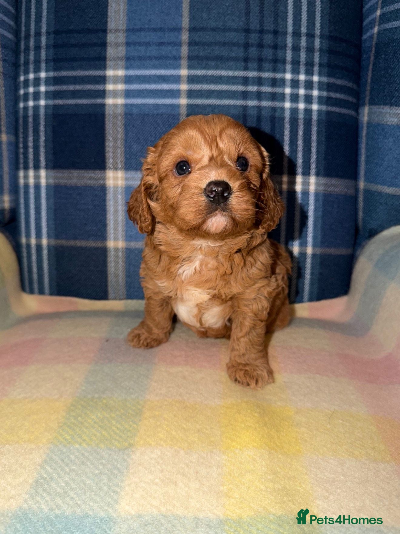 Cavapoo dogs for sale: Stunning Red Cavapoo Puppies - Advert 6