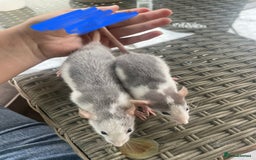 Rat rodents for sale: Baby dumbo rats 🐀  - Image 4