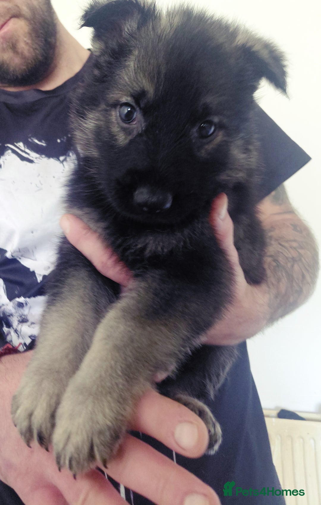 German Shepherd dogs for sale: German shepherd puppies - Advert 18