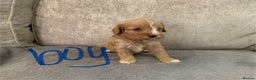 Cavapoo dogs for sale: Cavalier puppy’s  - Advert 10