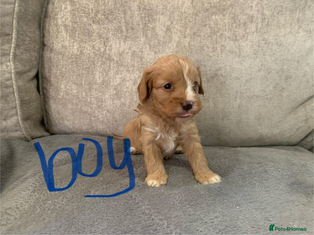 Cavapoo dogs for sale: Cavalier puppy’s  - Advert 10
