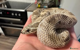 Snake reptiles for sale: Male Anxanthic Conda 100% het Albino Hognose cb20 - Image 3