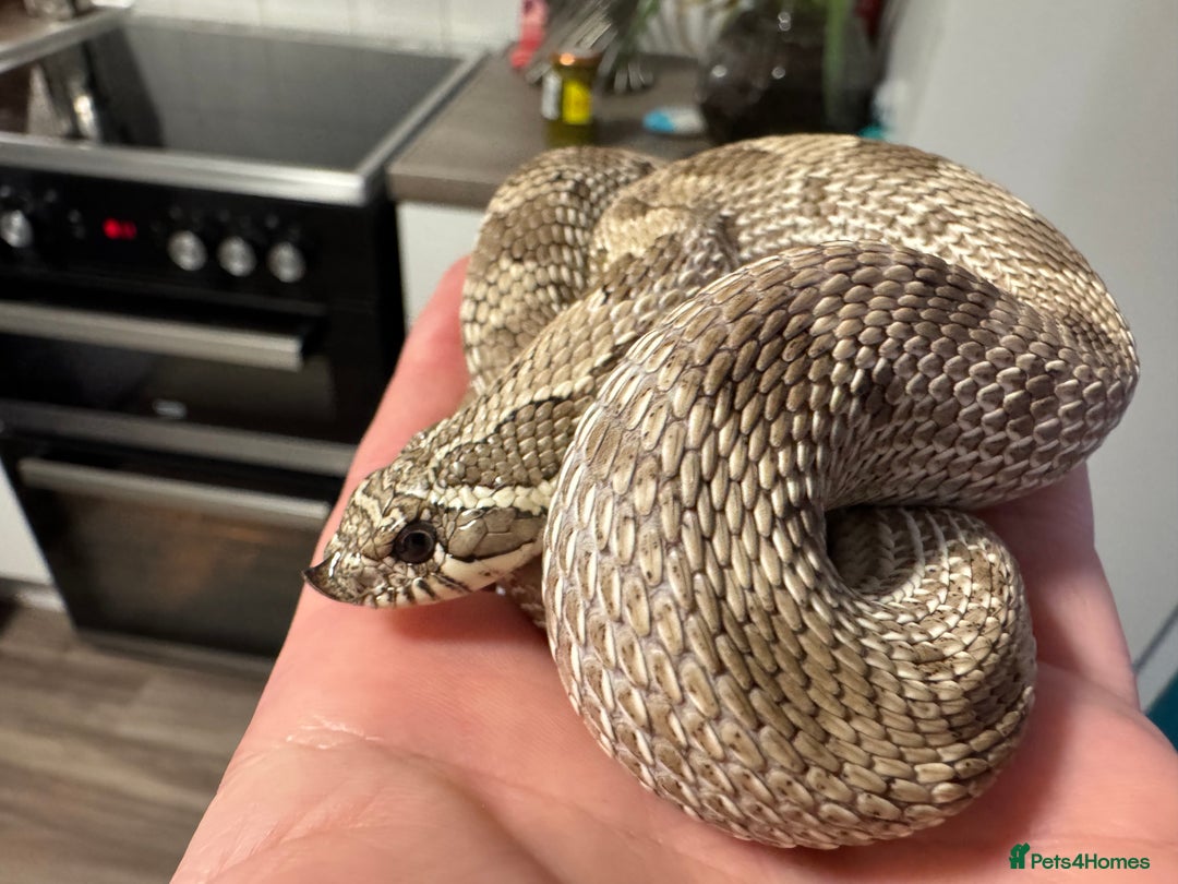 Snake reptiles for sale: Male Anxanthic Conda 100% het Albino Hognose cb20 - Image 3