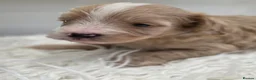 Cavapoo dogs for sale: Beautiful f1b cavapoo babies - Advert 13
