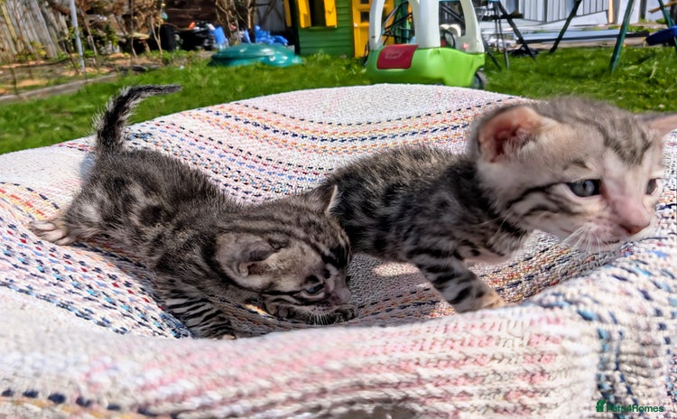 Bengal cats - Advert 4