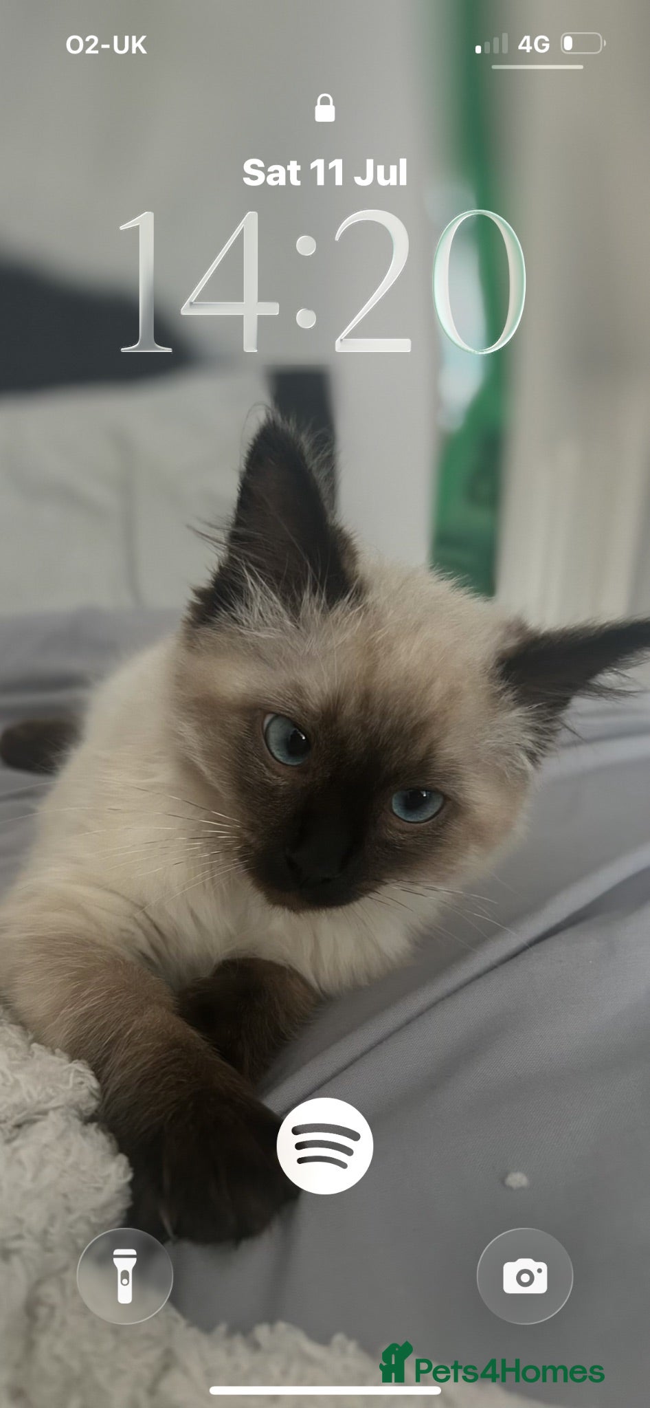 Ragdoll cats Beautiful GCCF Registered Ragdoll Kitten🩵 - Advert 14