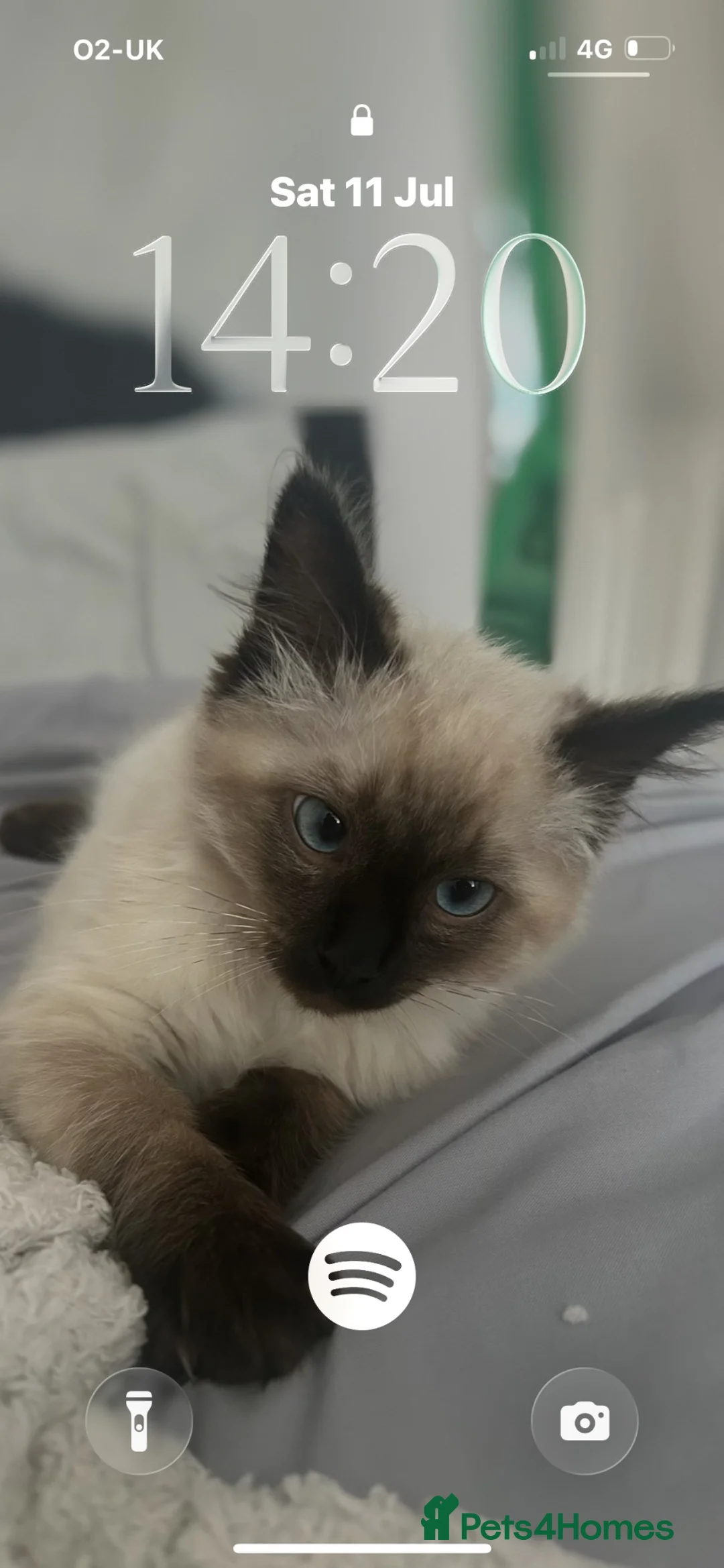 Ragdoll cats for sale: Beautiful GCCF Registered Ragdoll Kitten🩵 in Hinckley - Advert 1