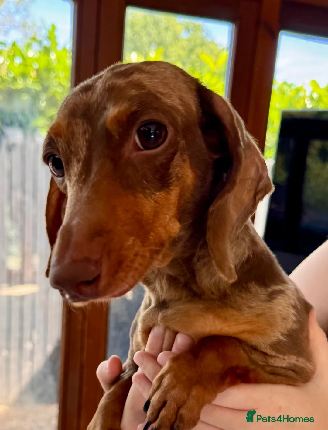Miniature Dachshund dogs for sale: Beautiful Sisters looking for new home - Advert 4