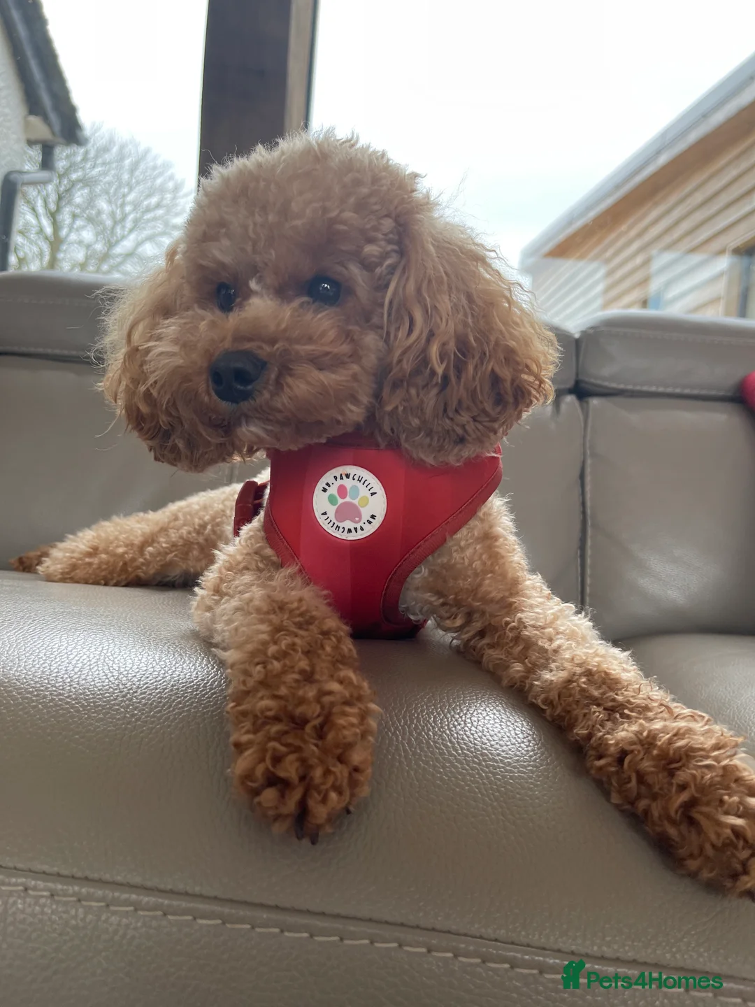 Cavapoo dogs for sale: Premium TOY F1BB TEDDY cavapoo - Advert 6