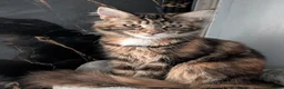 Maine Coon cats for sale: Mainecoon - Advert 12