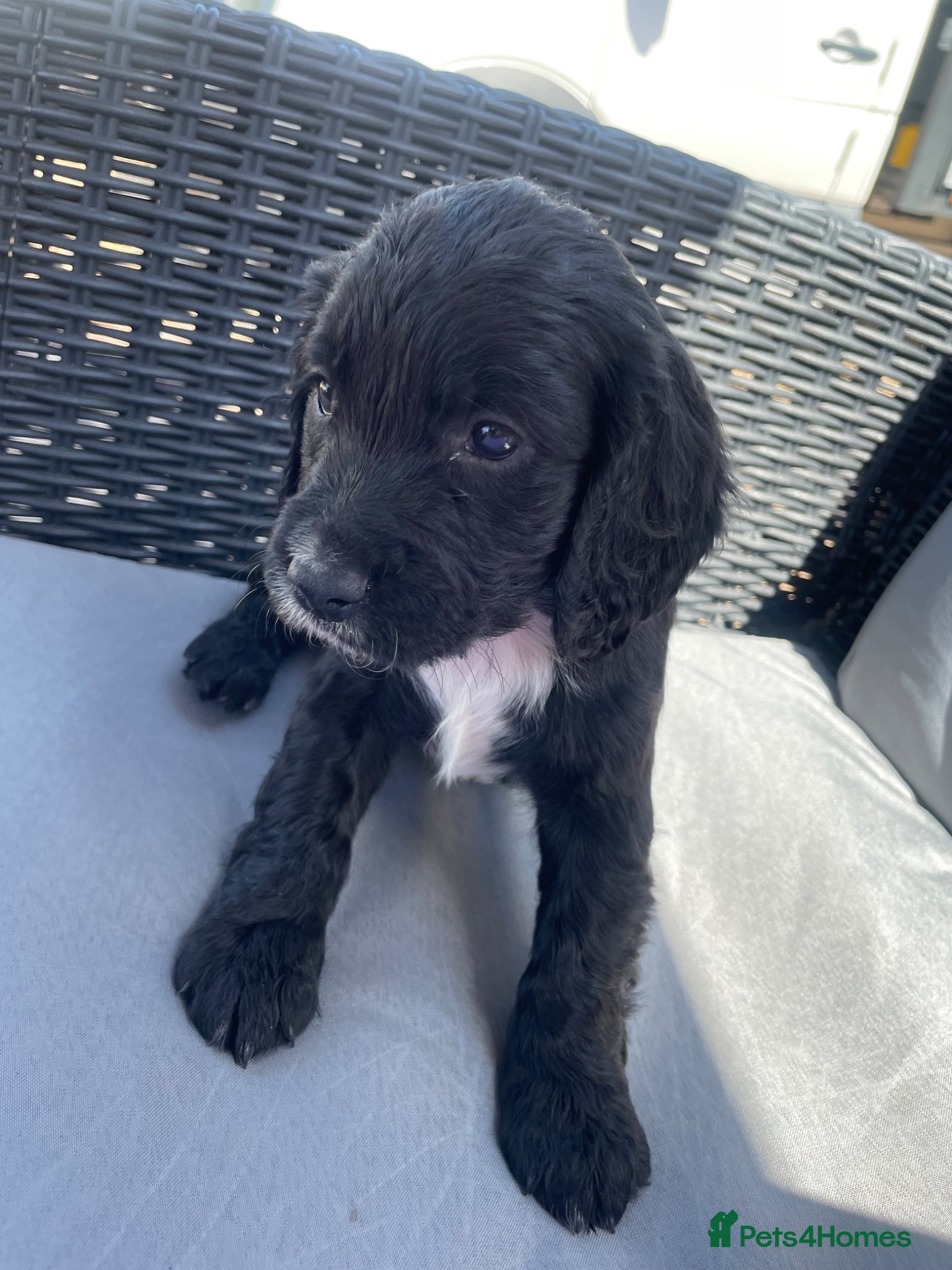 Cocker Spaniel dogs WORKING COCKER SPANIEL PUPS LAST GIRL READY NOW - Advert 10