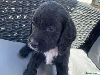 Cocker Spaniel dogs WORKING COCKER SPANIEL PUPS LAST GIRL READY NOW - Advert 10