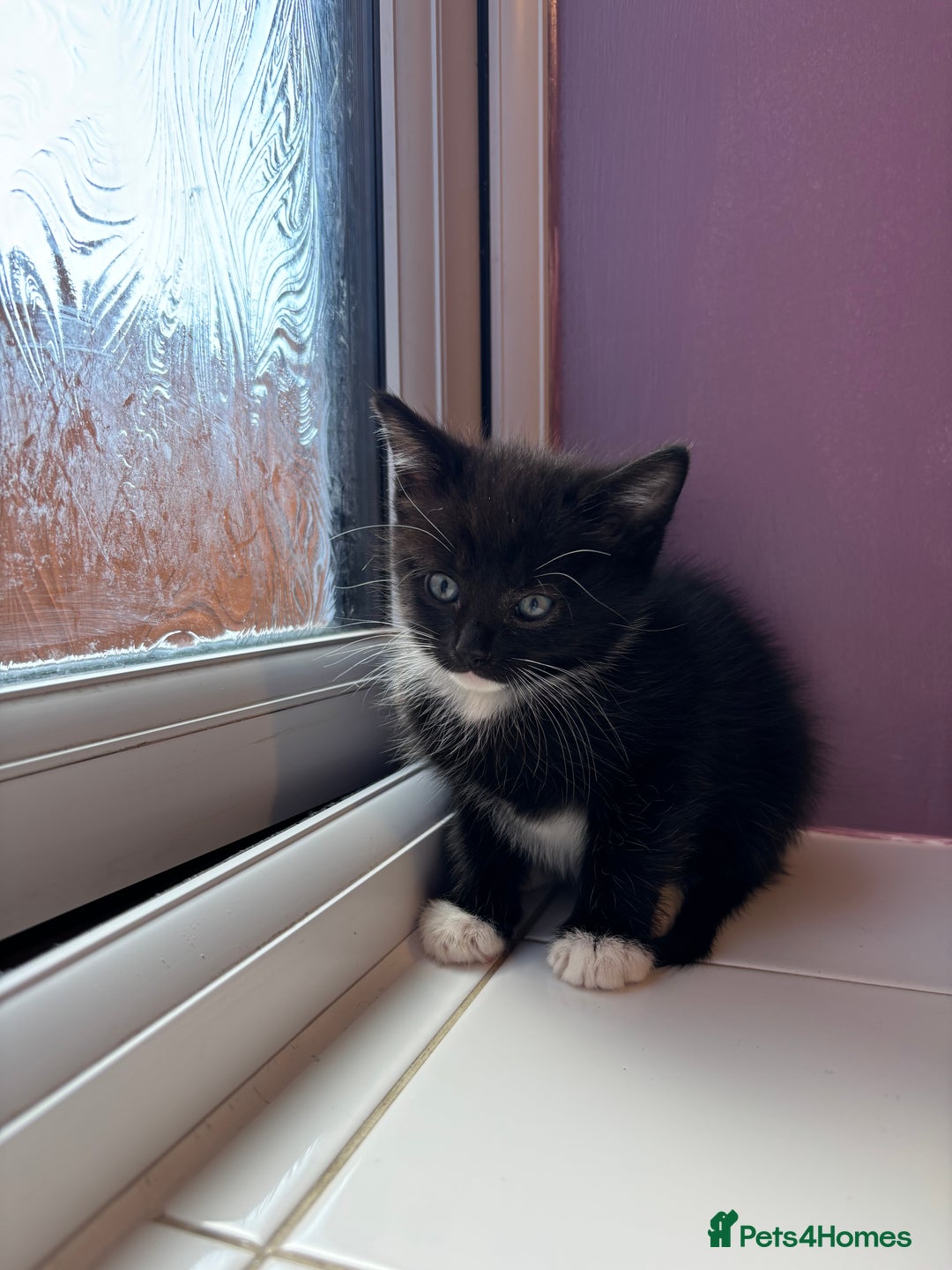 British Shorthair cats for sale: 3 kittens Available as of today 21/09/2025 - Image 4
