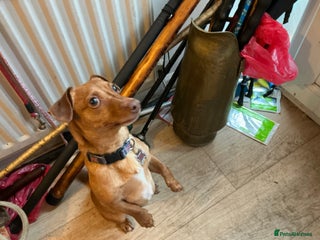 Jack Russell dogs This has been a really dificult decision to make - Advert 5