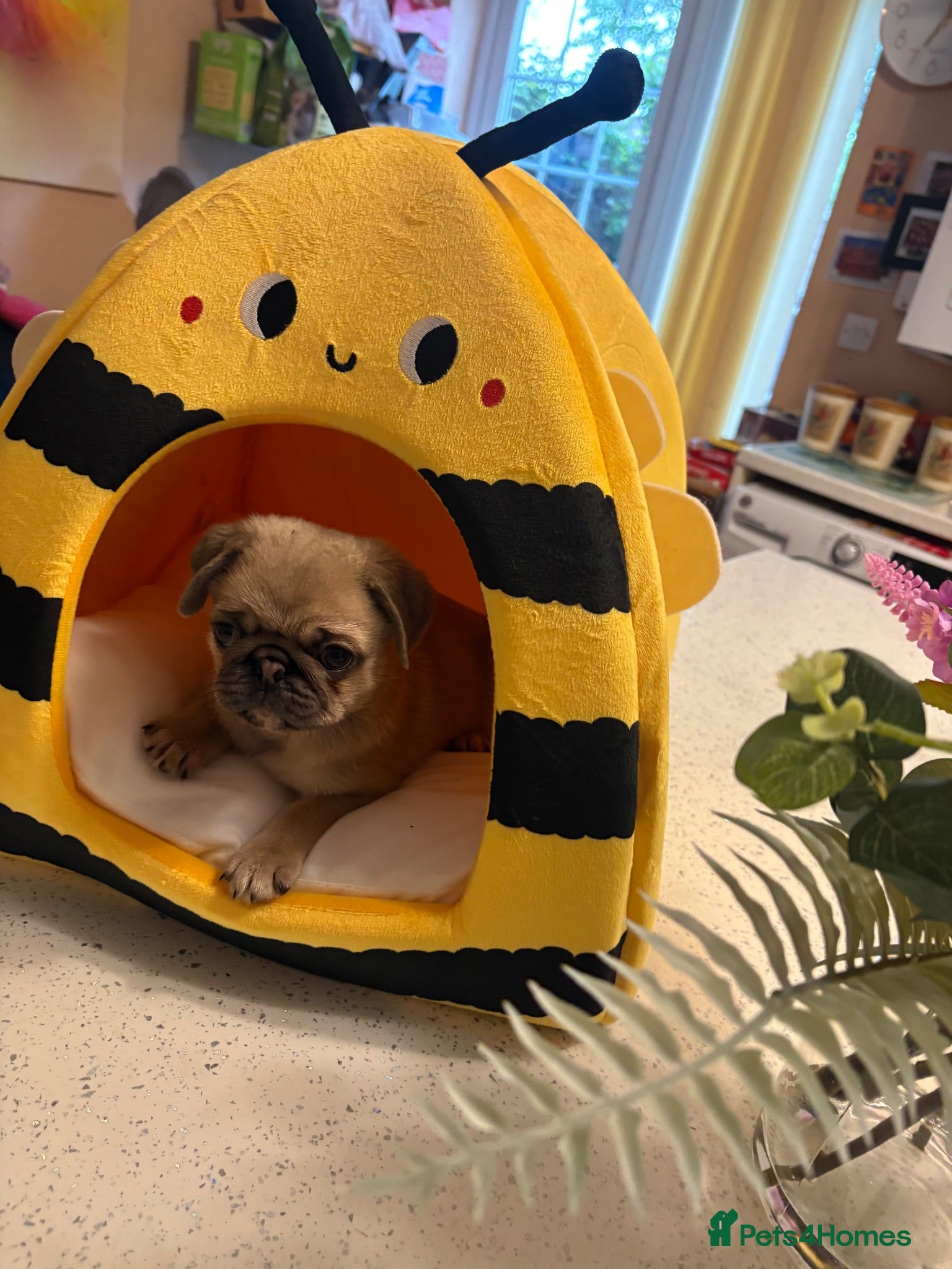 Pug dogs Pug boy  - Advert 1