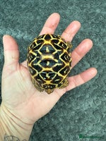 Tortoise reptiles Beautiful baby Indian star tortoises for sale - Advert 3