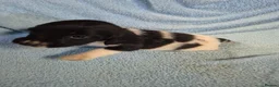 English Springer Spaniel dogs for sale: Springer Spaniel Puppies  - Advert 7