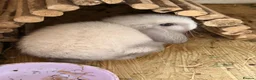 Mini Lop rabbits for sale: Stunning mini lops  - Advert 3