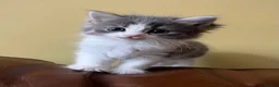 Persian cats for sale: Beautiful Persian Kittens Ready for Forever Homes - Advert 25